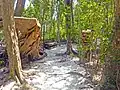 Pathway through the hammock with fallen trees