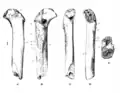 Femur I