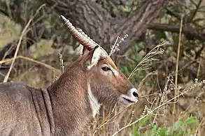 Male K. e. unctuosusSenegal