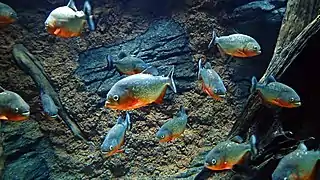 Red-bellied piranha