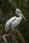 Dalmatian pelican