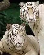 White tigers