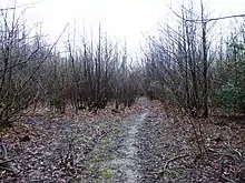 Sissinghurst Park Wood