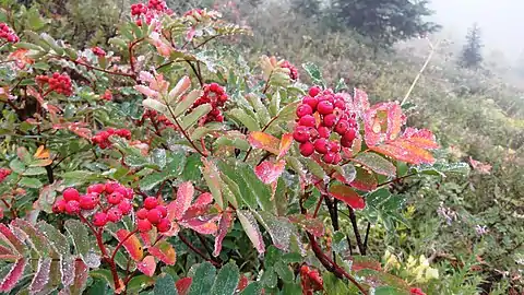 Sitka Mountain-ash