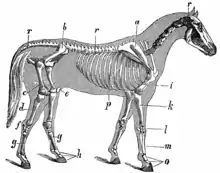 Image 20A horse's skeleton (from Equine anatomy)