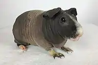 Adult female Skinny pig