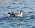 Balearic shearwater, Puffinus mauretanicus (A)