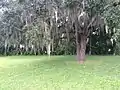 Approximate site of the slave quarters, Gamble Plantation