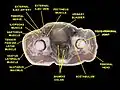 External iliac vein. Deep dissection. Serial cross section.