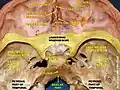 Basilar part of occipital bone