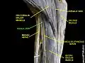 Basilic vein