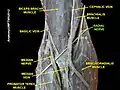 Radial nerve