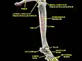 Knee, tibiofibular and ankle joints.Deep dissection. Anterolateral view.