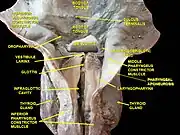 Larynx, pharynx and tongue. Deep dissection.Posterior view.