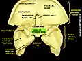 Body of sphenoid bone