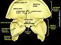 Greater wing of sphenoid bone