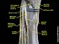 Basilic vein