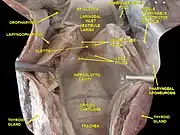 Larynx, pharynx and tongue. Deep dissection.Posterior view.