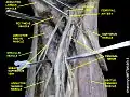 Gracilis muscle