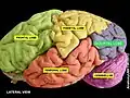 Occipital lobe