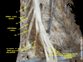 Spinal cord. Spinal membranes and nerve roots.Deep dissection. Posterior view.