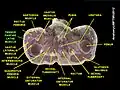 Tensor fasciae latae muscle