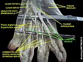 Lumbricals muscle