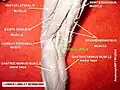 Tibial nerve