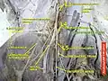 Genitofemoral nerve