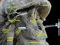 Facial artery