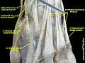 Abductor pollicis longus muscle