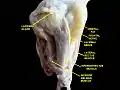 Extrinsic eye muscle. Nerves of orbita. Deep dissection.