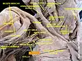 Subclavian vein