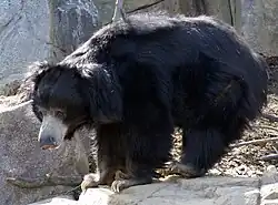 Black bear with gray face on rock