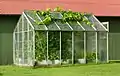 Image 6A small greenhouse with grapevines (Vitis vinifera) escaping from the roof hatch, In Gåseberg, Lysekil Municipality, Sweden