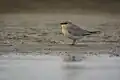 Small pratincole in Gajoldoba Wetlands