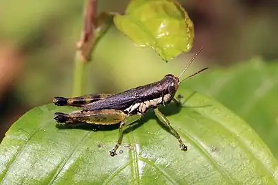 Pseudoxya diminuta