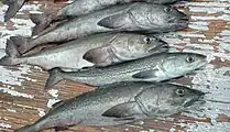 Small sablefish caught in a bottom trawl survey off the coast of California