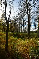 Small Trees in the Forest