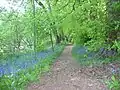 Bluebell Wood