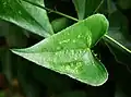 Smilax aspera