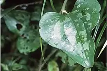 Smilax bona-nox