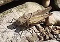 Mating grasshoppers