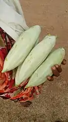 Freshly harvested snake gourd from India.