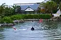 Visitors to Cayman Turtle Centre can swim with turtles and local reef fish