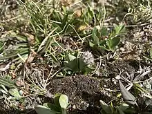 A small plant called snow willow (Salix nivalis) showing blooming catkins.