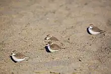 Photograph of four snowy plovers sitting in uneven sand on a beach