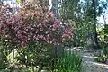 Thirty-year-old Indian hawthorn that has been pruned into a multi-trunked dwarf-like tree