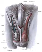 Dissection showing the fascia of the penis as well as several surrounding structures