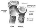 Radial tuberosity shown.